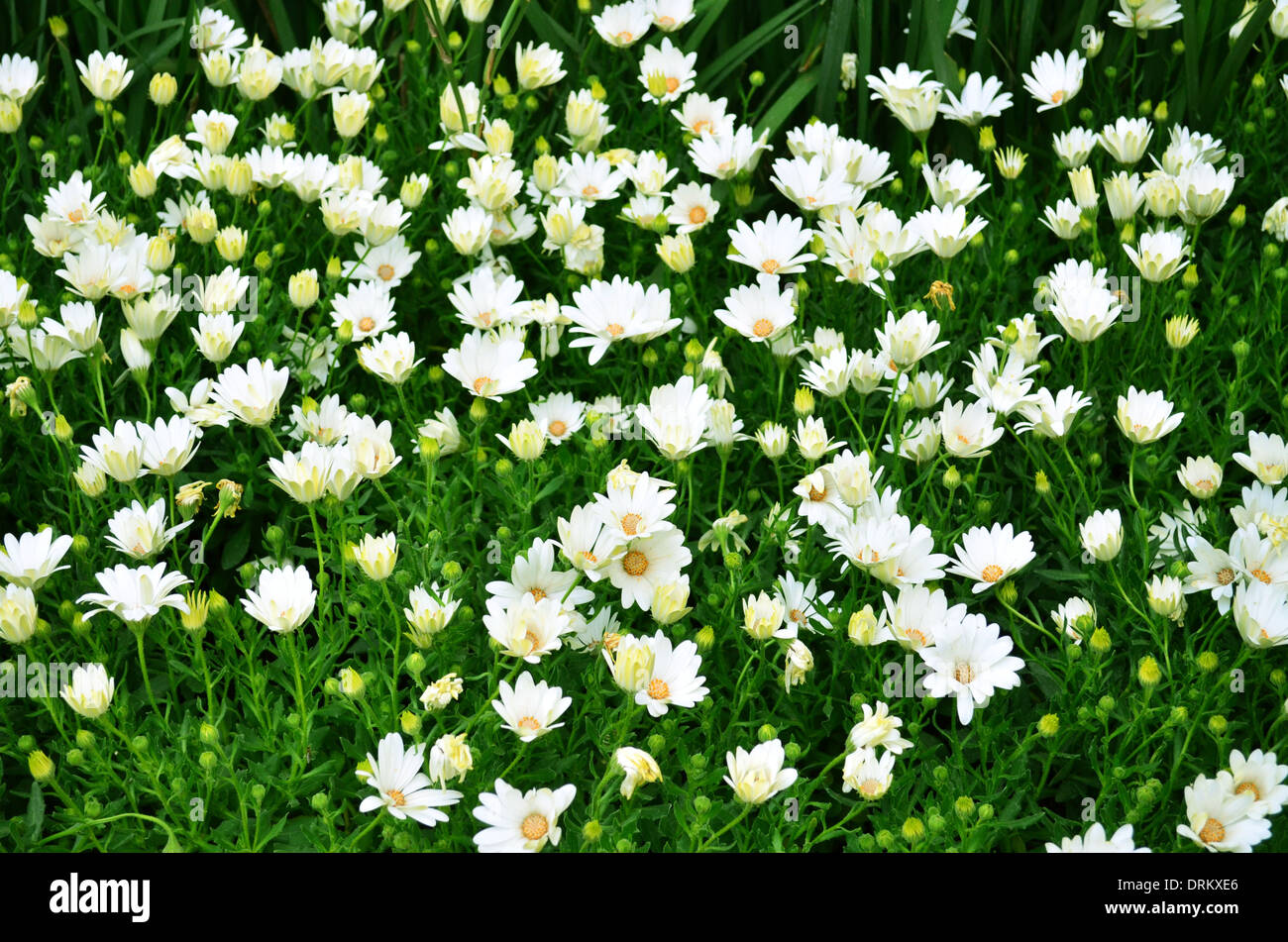 Foto von weißen Margeriten auf grünem Hintergrund im Garten Stockfoto
