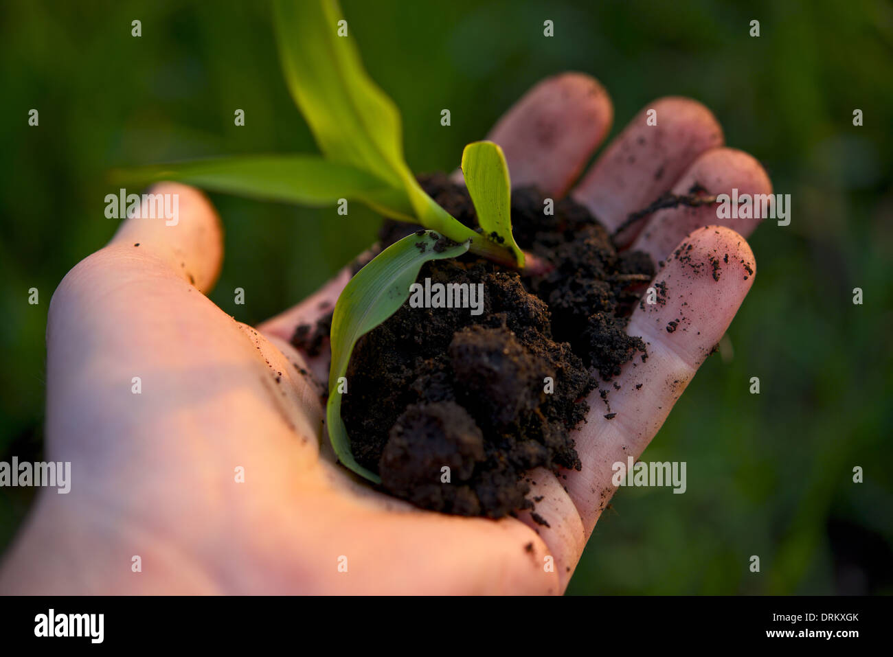 Kleine Pflanze in der Hand. Landwirtschaft-Thema. Bio-Bauernhof-Foto-Sammlung. Stockfoto