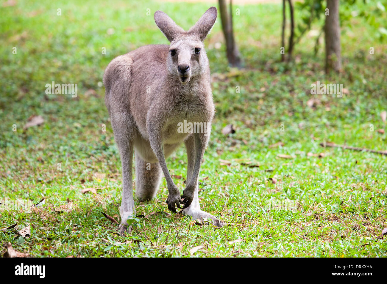 Kangaroo aufstehen und auf der Suche Stockfoto