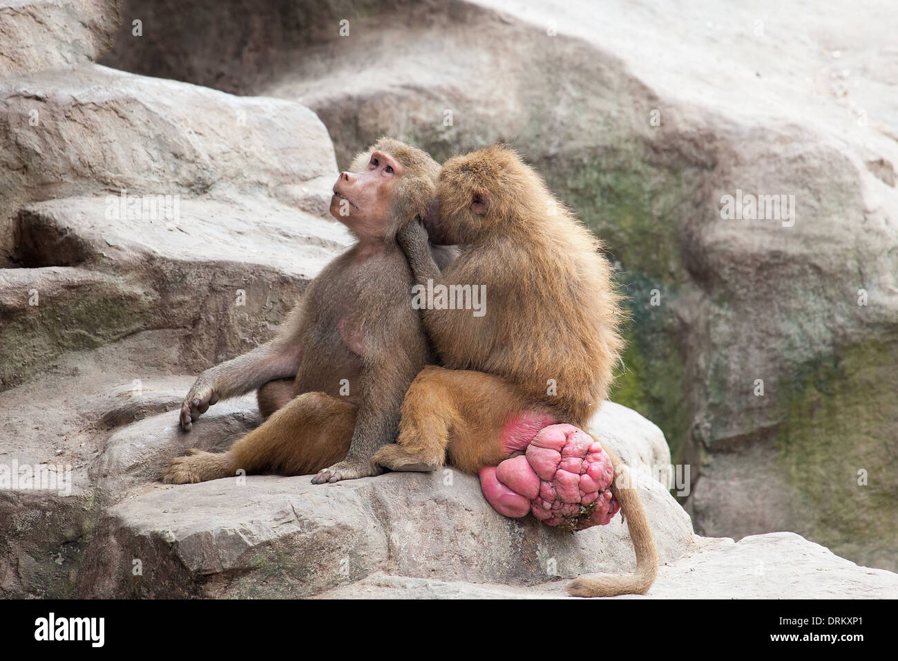 Paviane, die Einbindung in soziale Pflege Stockfoto