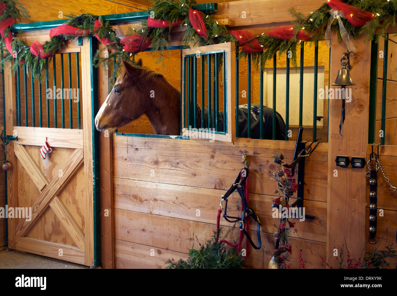 Appaloosa Pferd in einem Stall in der Weihnachtszeit Stockfoto