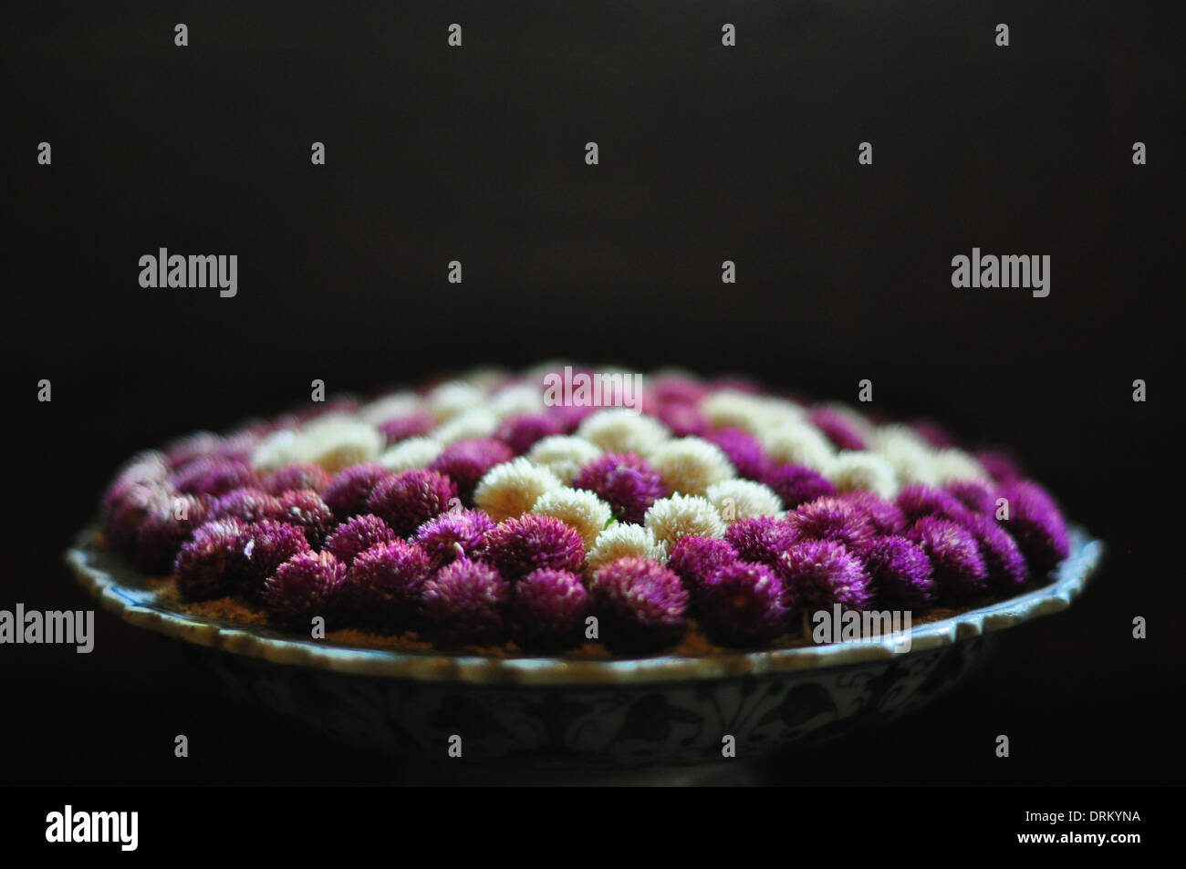 Globus Amaranth (Gomphrena Globosa oder "Bachelor-Taste") Blumen in einem Thai Blumenarrangement. Stockfoto