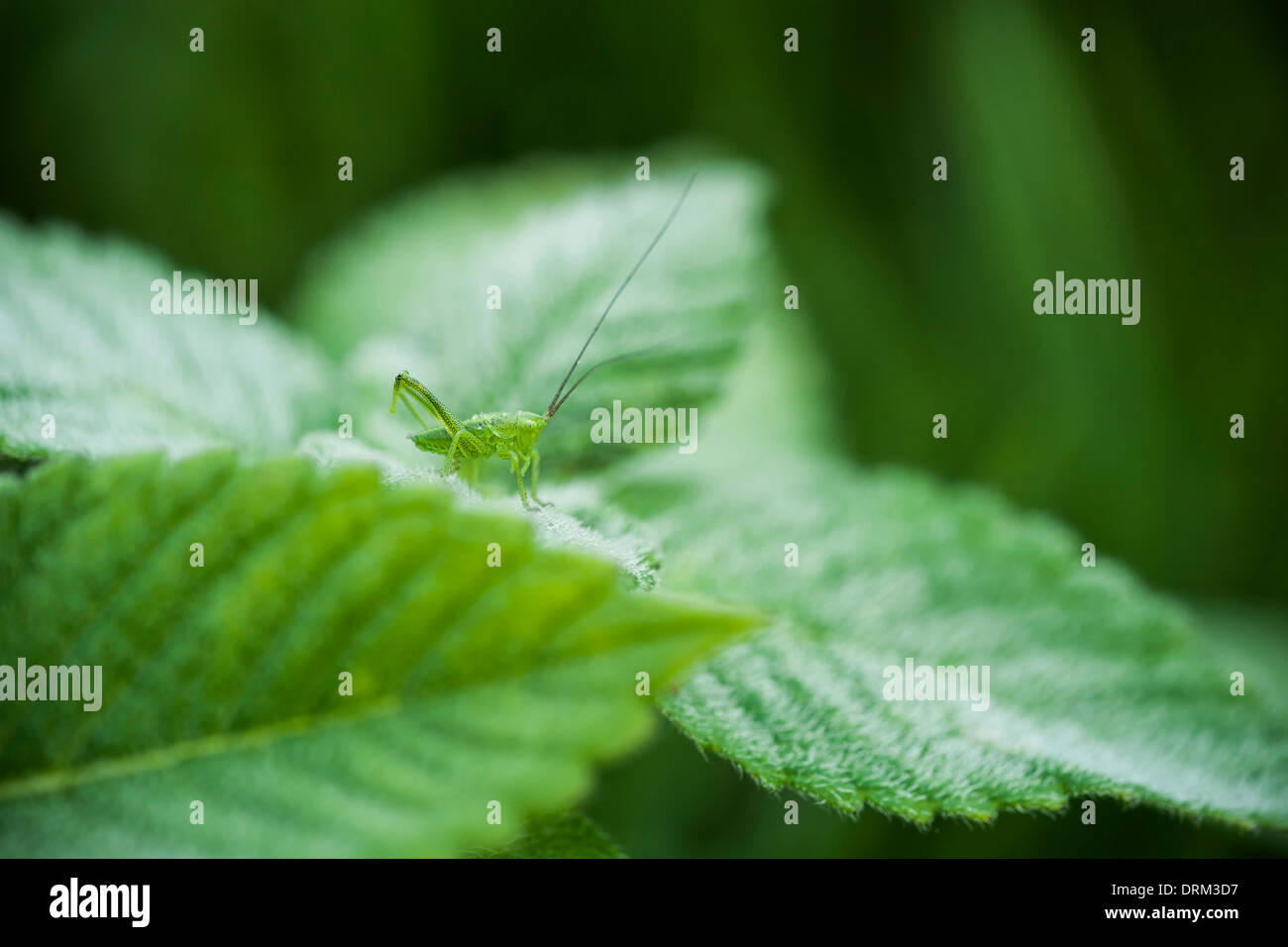 Deutschland, Nordrhein-Westfalen, Recker Moor, Grasshopper auf Blatt Stockfoto