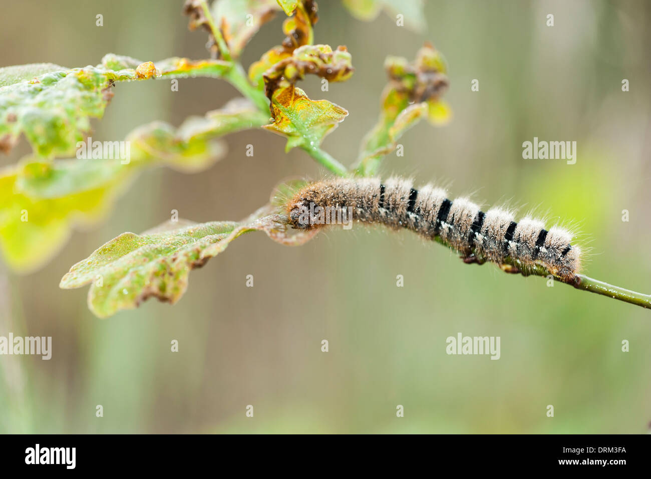 Deutschland, Nordrhein-Westfalen, Recker Moor, Caterpillar auf Zweig Stockfoto