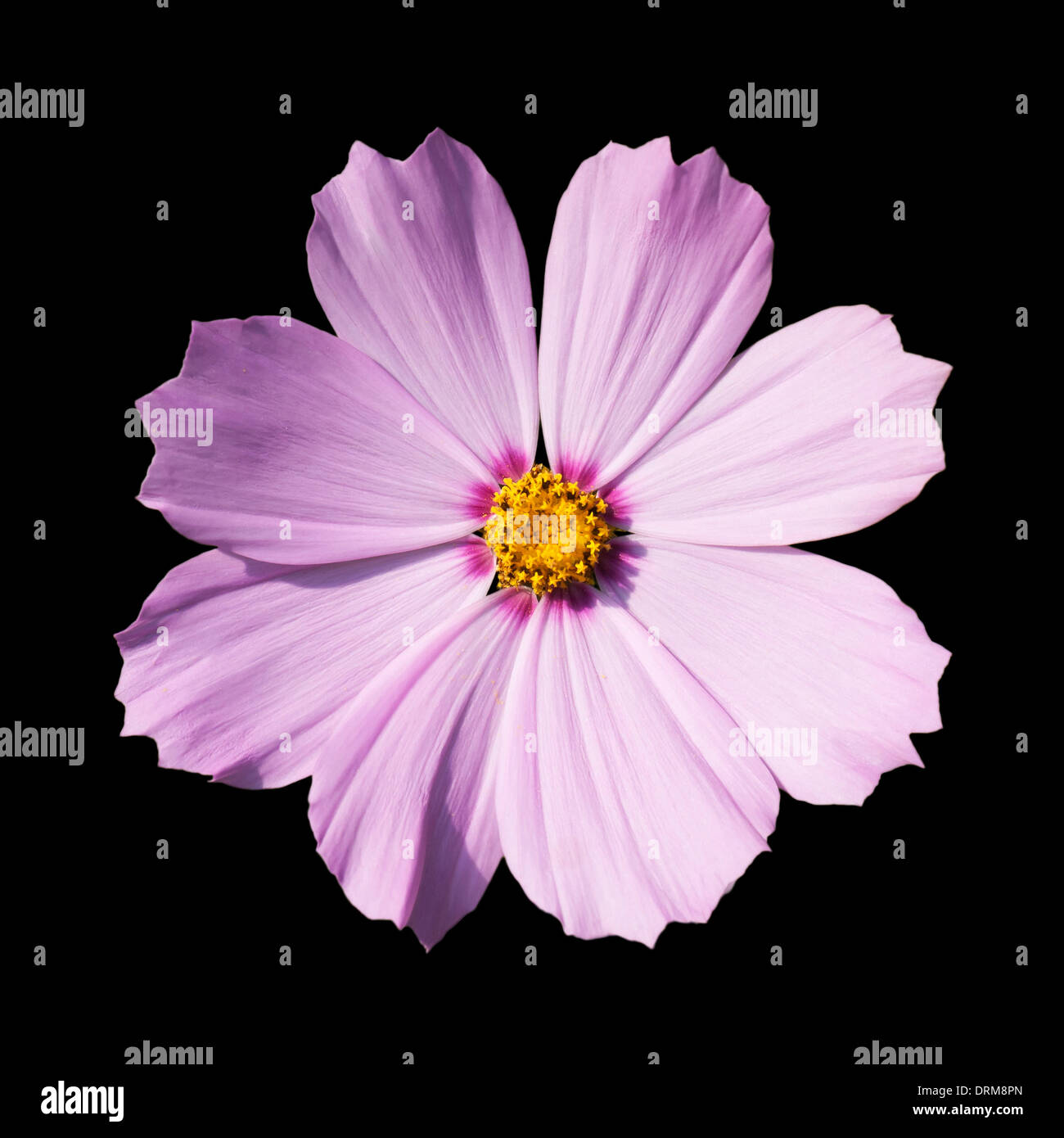 Isolierte Blüte einer Blume lila oder violett Stockfoto