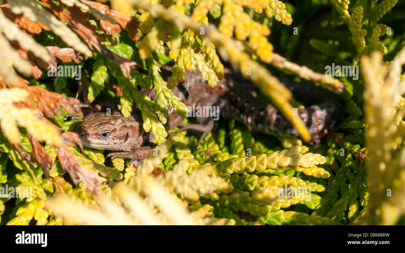 Gelbbraune Eidechse Stockfotos & Gelbbraune Eidechse Bilder Alamy