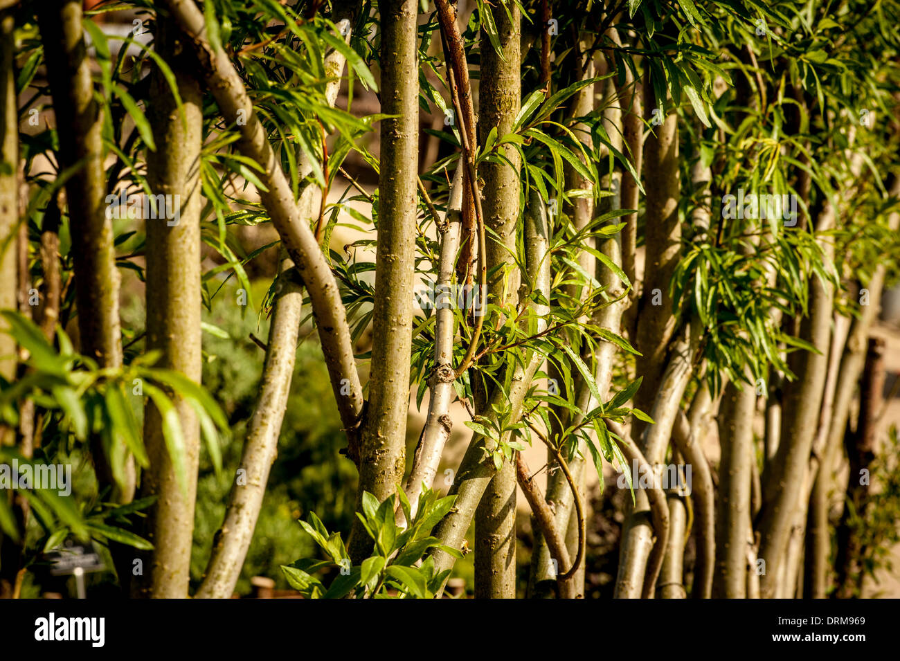 Lebender Weidenschirm, der in einem britischen Garten wächst. Stockfoto