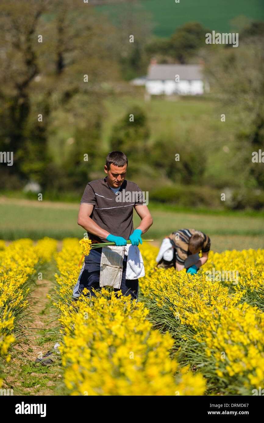 Saisonalen östlichen europäischen Migranten arbeiten Kommissionierung Narzissen auf einer Blumenfarm in Cornwall, Großbritannien Stockfoto