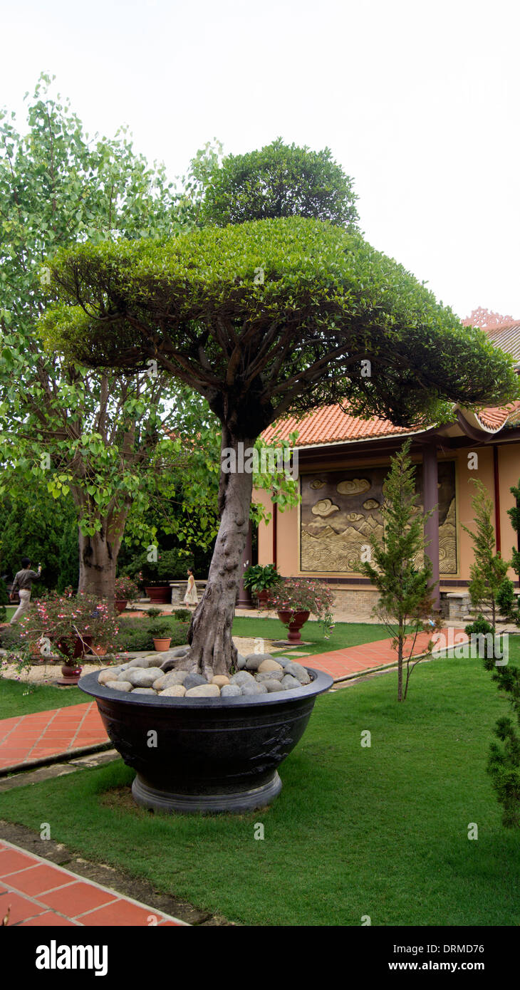 Baum-Formschnitt Dalat Vietnam in Südostasien Stockfoto