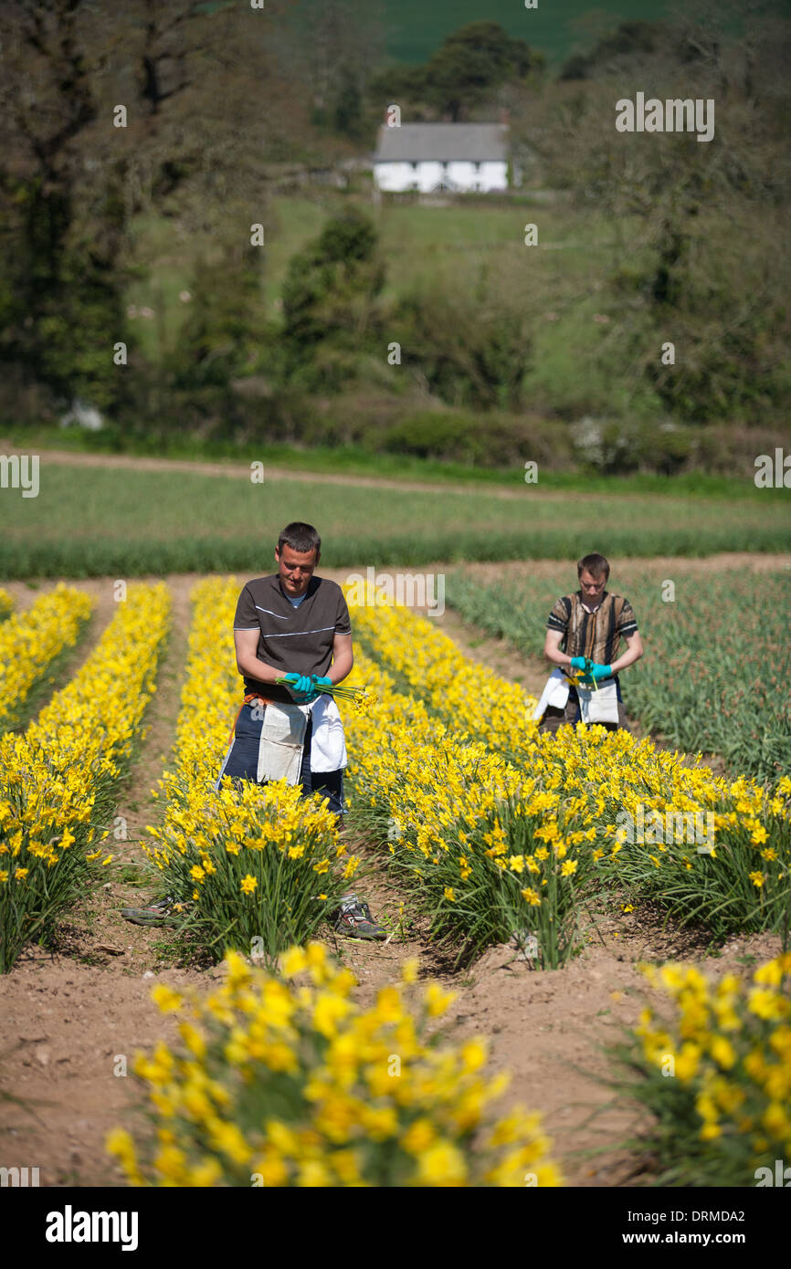 Saisonalen östlichen europäischen Migranten arbeiten Kommissionierung Narzissen auf einer Blumenfarm in Cornwall, Großbritannien Stockfoto
