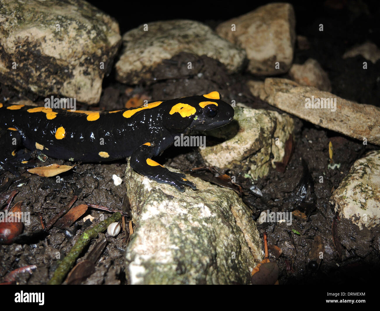 Schwarze salamander Fotos und Bildmaterial in hoher Auflösung Alamy