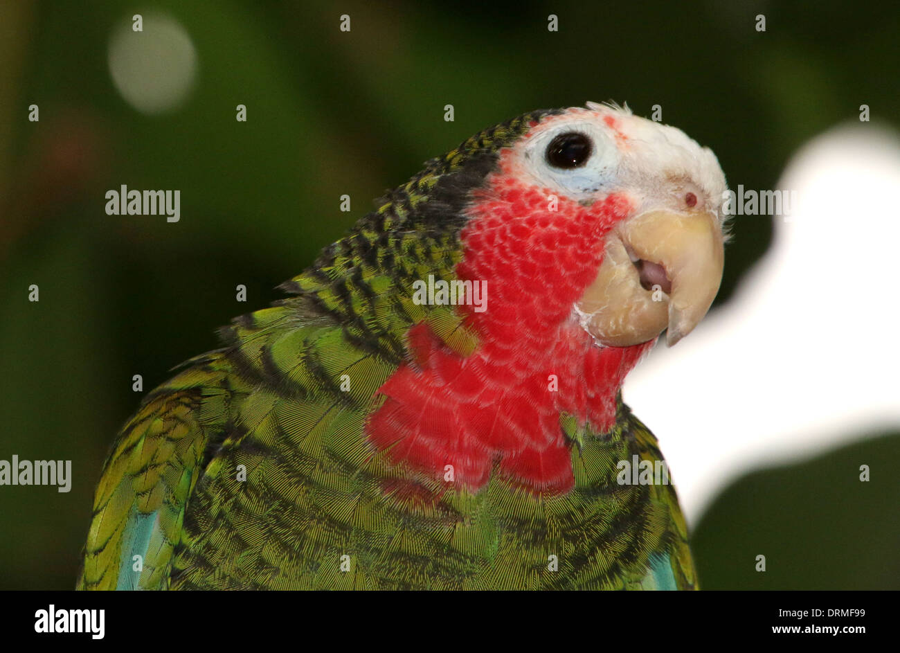 Kubanische Amazon Parrot throated aka Rose Papageien (Amazona Leucocephala) in einem zoo Stockfoto