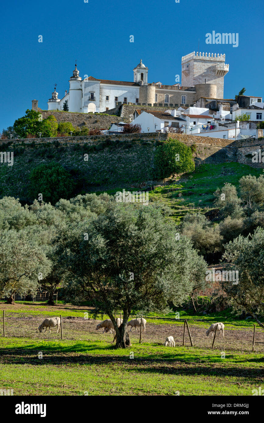 Portugal, Alentejo, Schafbeweidung in einem Feld unterhalb der Stadtmauer und alten Stadt Estremoz Stockfoto