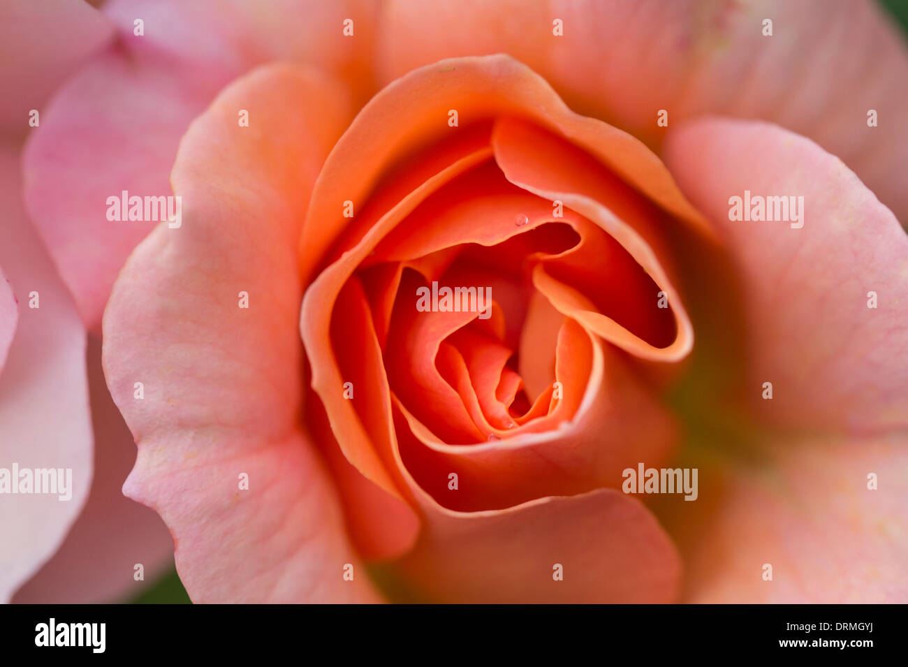Rosen, Bauerngarten in Elsten, Niedersachsen, Deutschland Stockfoto