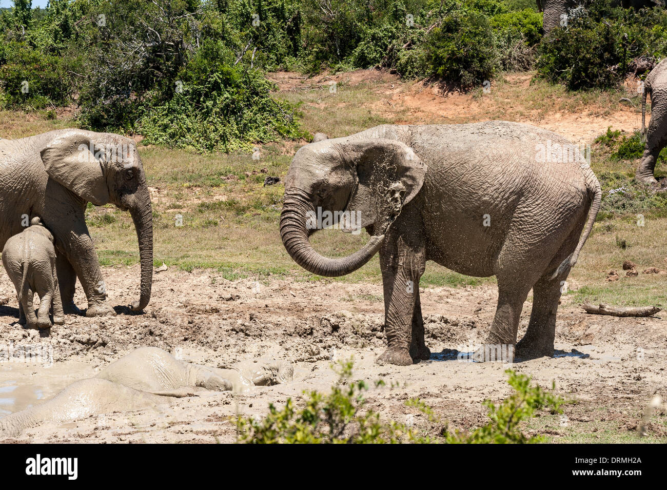 Elefanten (Loxodonta Africana) mit Kälber nehmen ein Schlammbad, Addo Elephant National Park, Eastern Cape, Südafrika Stockfoto