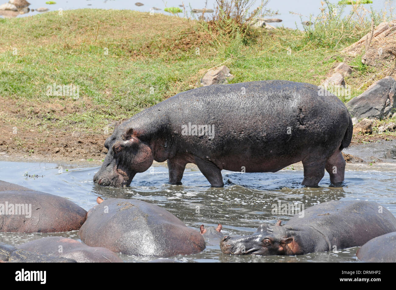 Flusspferd (Hippopotamus Amphibius). Eine Gruppe in einem Wasserloch klein und schnell trocknen, in der trockenen Jahreszeit überfüllt Stockfoto