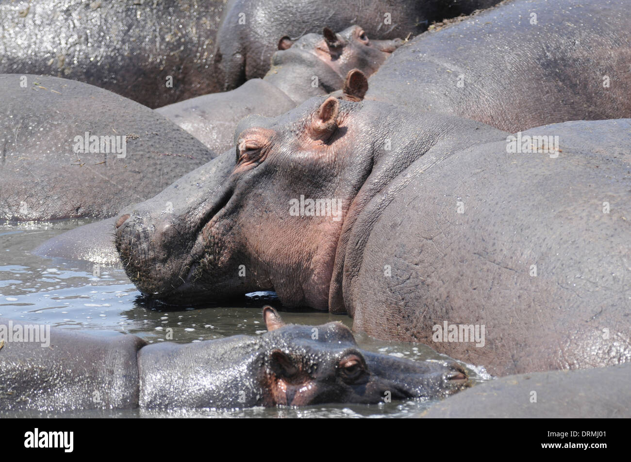 Flusspferd (Hippopotamus Amphibius) drängten sich eine Gruppe in einem Wasserloch klein und schnell trocknen, in der Trockenzeit. Stockfoto