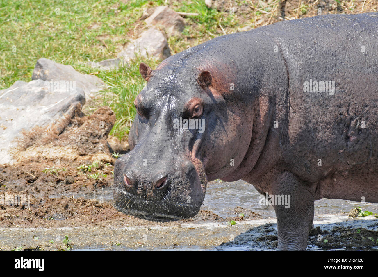 Flusspferd (Hippopotamus Amphibius) am Rande einer Trockenzeit Wasserloch. Stockfoto