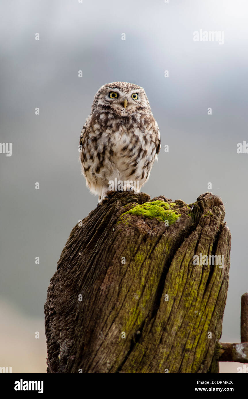 Steinkauz, Athene Noctua auf Säule Stockfoto