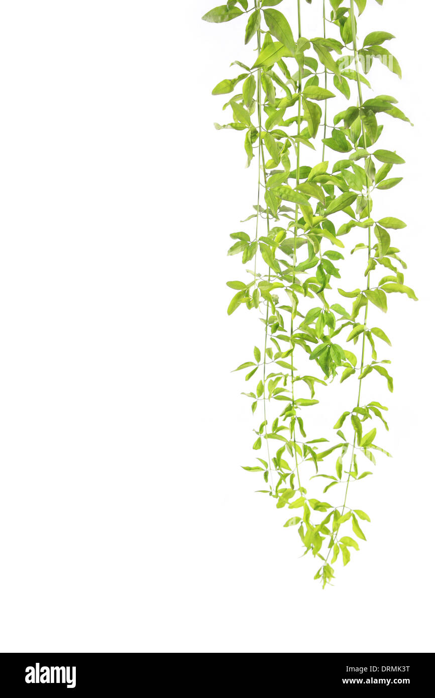 vertikale Zweig Stockfoto