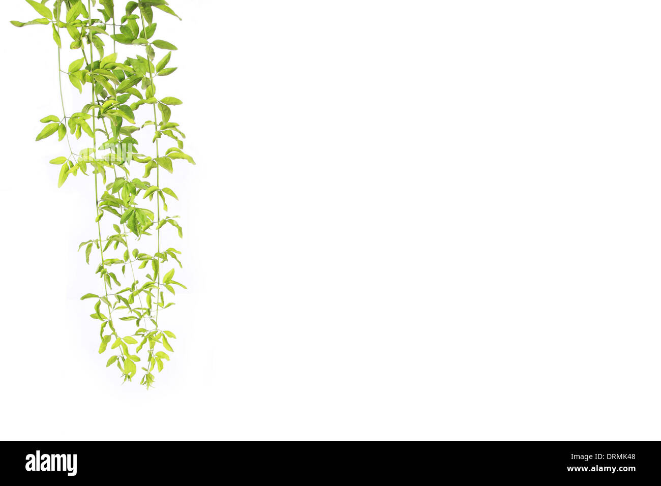 grüne Ranke Stockfoto