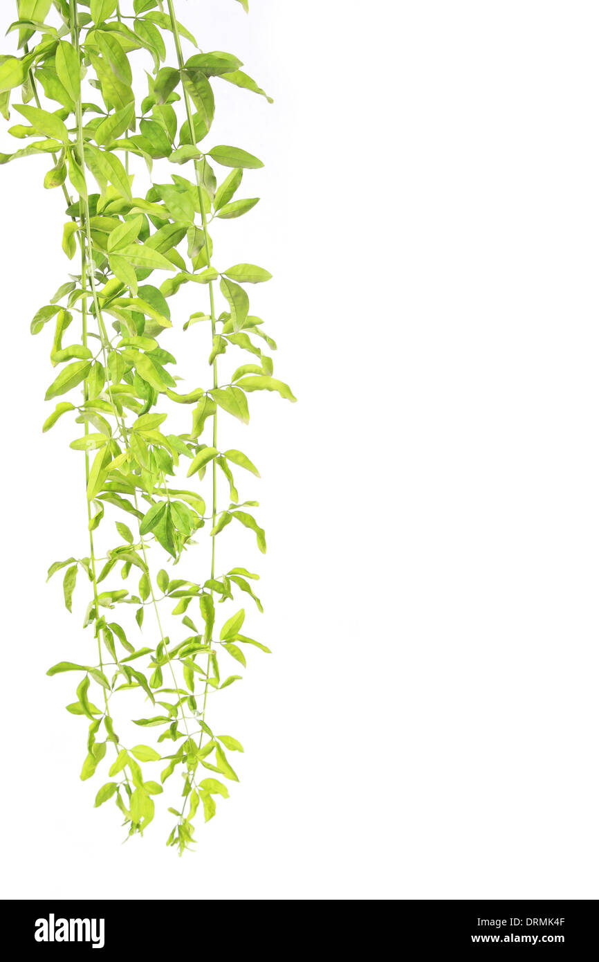 Rebe hängen Stockfoto