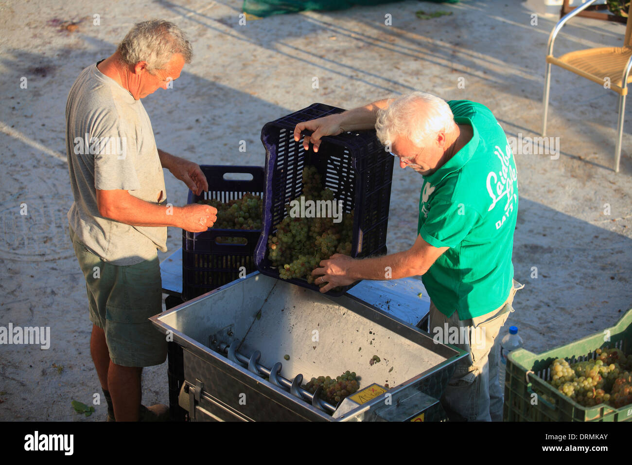 Griechenland Kykladen Sikinos Manalis Weingut 2014 Trauben Ernte Stockfoto