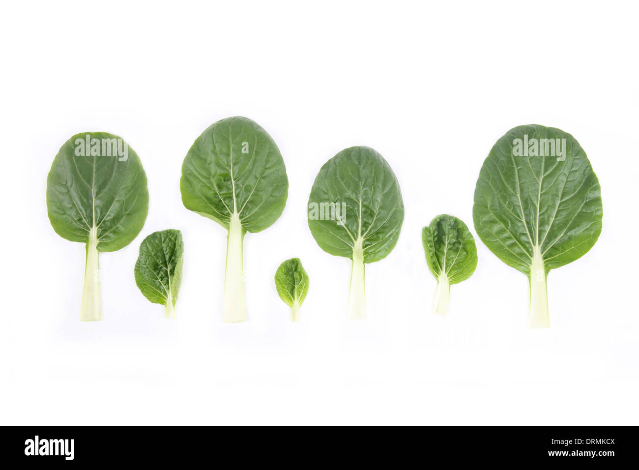 Bok Choy und Baum Stockfoto