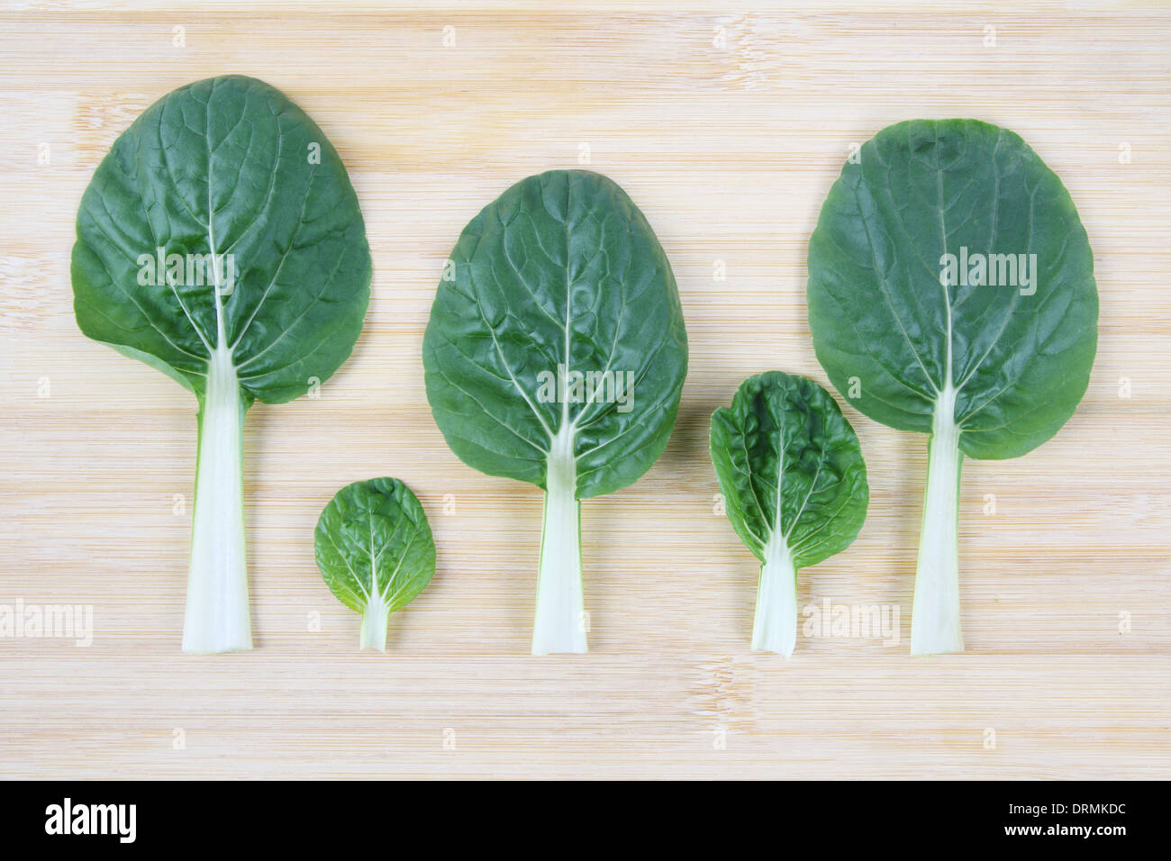 Bok Choy Blatt Stockfoto