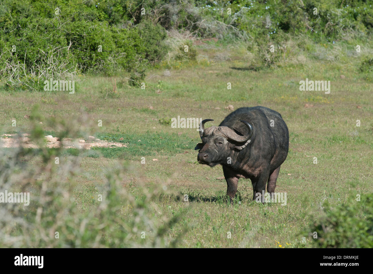 Afrikanischer Büffel (Syncerus Caffer), Addo Elephant National Park, Eastern Cape, Südafrika Stockfoto