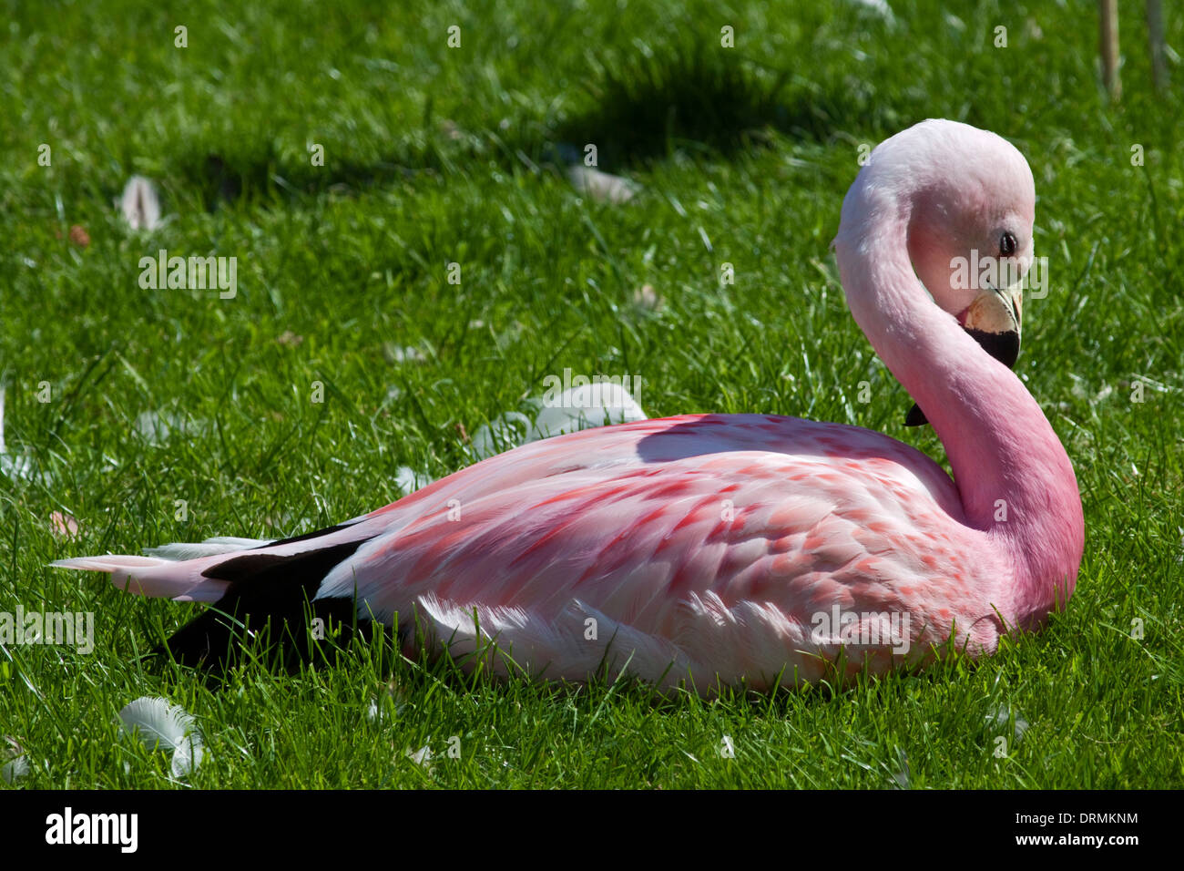 Anden Flamingo (Phoenicoparrus Andinus) Stockfoto