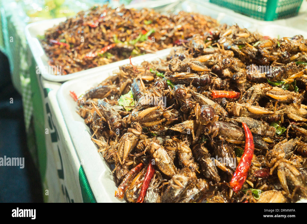 frittierte Insekten snack als Nahrung in Bangkok, Thailand. Stockfoto