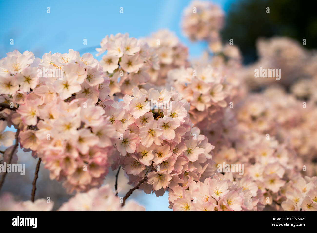 WASHINGTON DC, USA – Kirschblüten blühen rund um das Tidal Basin und bilden ein atemberaubendes Baldachin aus rosa und weißen Blüten. Dieses jährliche Spektakel verwandelt die Landschaft der Hauptstadt der Nation und zieht Besucher aus aller Welt an, um die vergängliche Schönheit des Frühlings zu erleben. Stockfoto