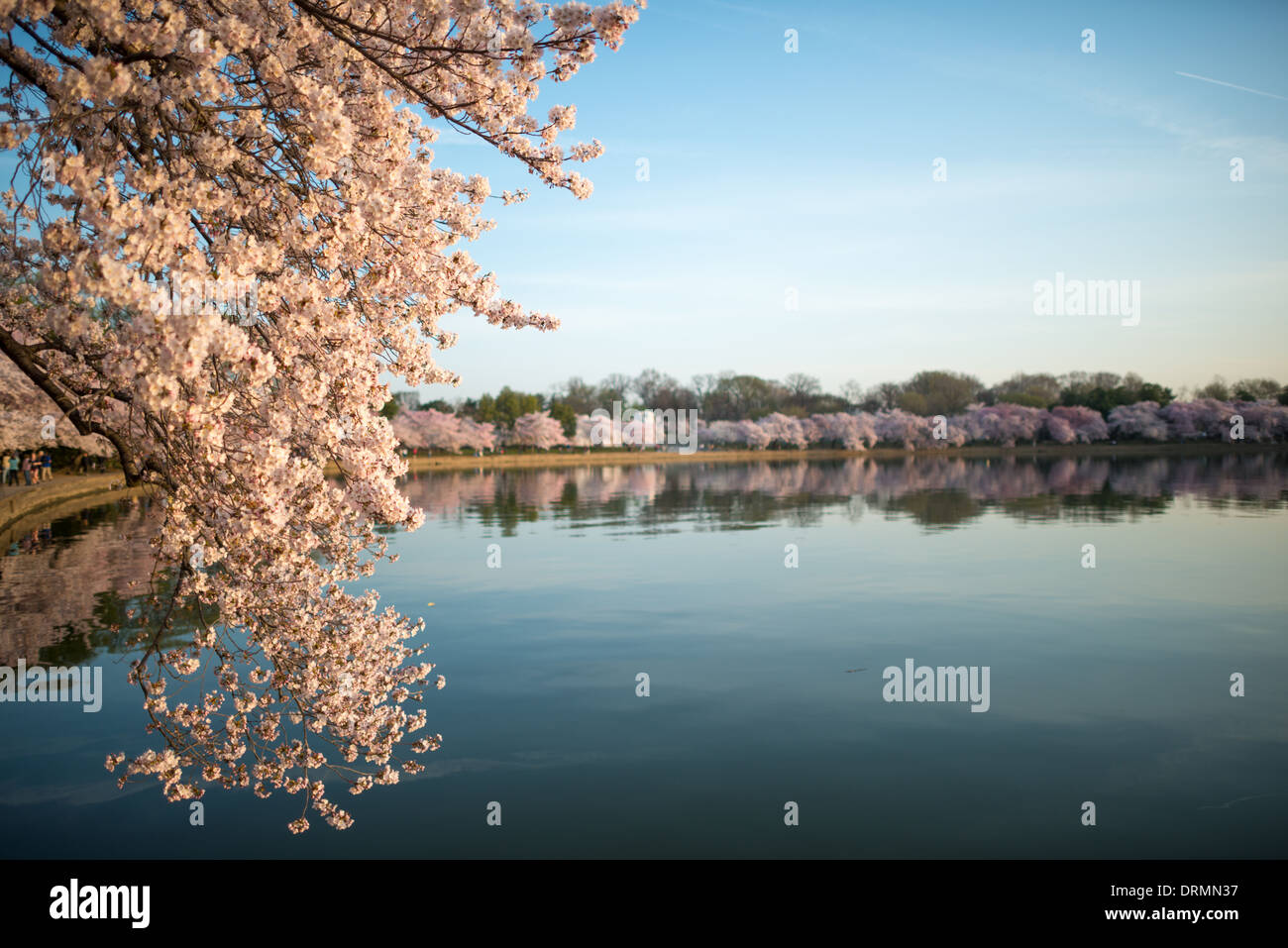 WASHINGTON DC, USA – die Blüte von fast 1700 Kirschblüten rund um das Tidal Basin, von denen einige über ein Jahrhundert alt sind, ist ein jährliches Ereignis im Frühjahr Washingtons und bringt Hunderttausende von Touristen in die Stadt. Stockfoto