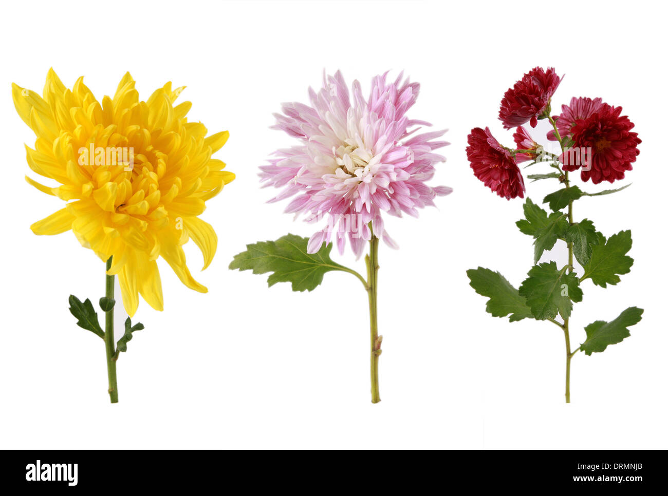 Chrysantheme Stockfoto