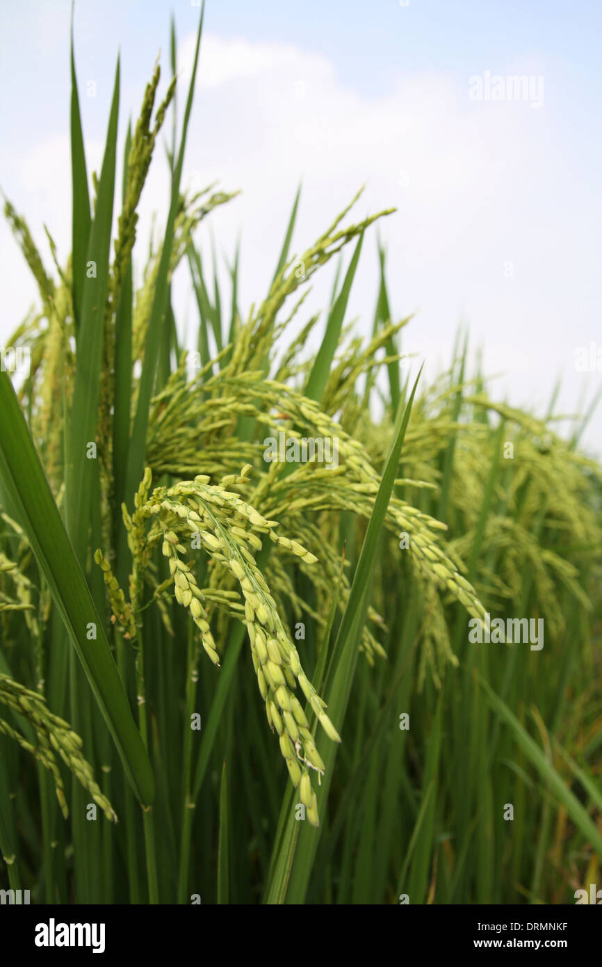 Anbau von Reis Stockfoto