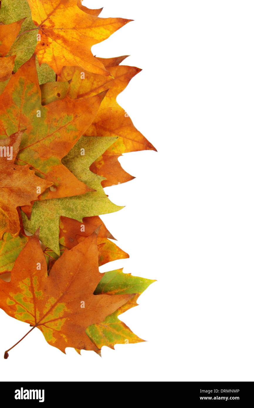 Blätter im Herbst Stockfoto