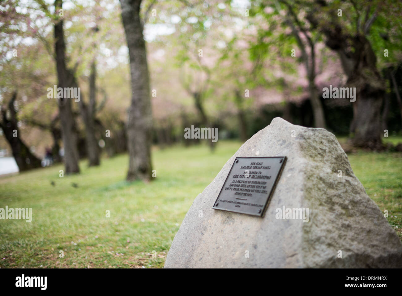 WASHINGTON DC, USA – Eine Gedenktafel markiert den Ort, an dem Washington DC am 27. März 1912 erstmals japanische Kirschbäume pflanzte. Die Markierung, die 1950 von der National Capital Sesquicentennial Commission installiert wurde, erinnert an Tokios Geschenk der Kirschbäume an die US-Hauptstadt. Die historische Stätte befindet sich in der Nähe der japanischen Steinlaterne am Tidal Basin. Stockfoto