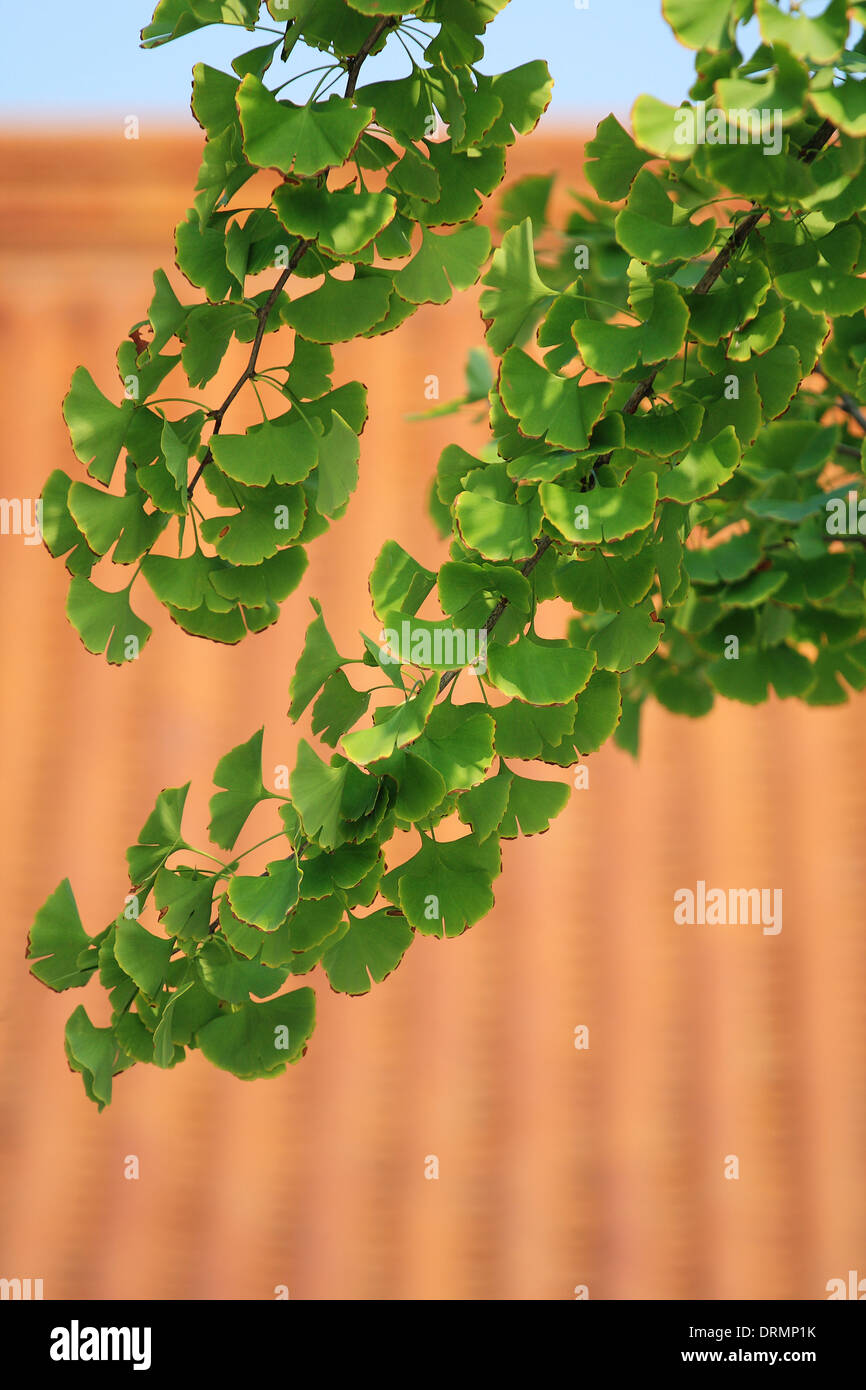 Ginkgo Stockfoto