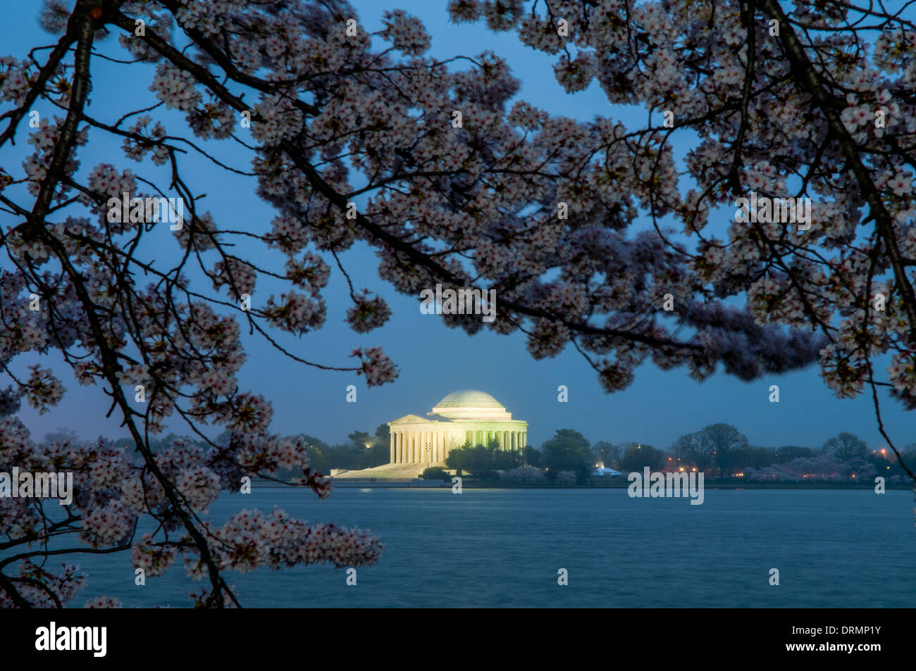 WASHINGTON DC, USA - in der Ferne beleuchtet, das Jefferson Memorial steht in der Pre-Dawn Licht an einem bewölkten Morgen, mit Kirschblüten blühen im Vordergrund. Jeden Frühling, das Blühen der fast 1700 japanische Kirschblüte Bäume rund um das Tidal Basin (und etwa 2000 anderen in der Nähe) ist einer der wichtigsten touristischen Zeichnen nach Washington DC. Stockfoto
