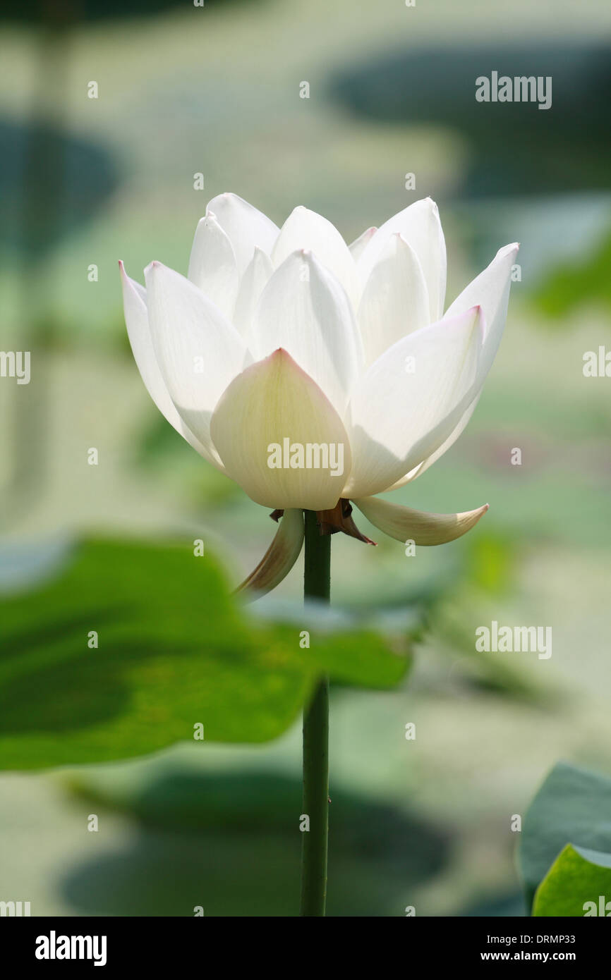 weißer lotus Stockfoto