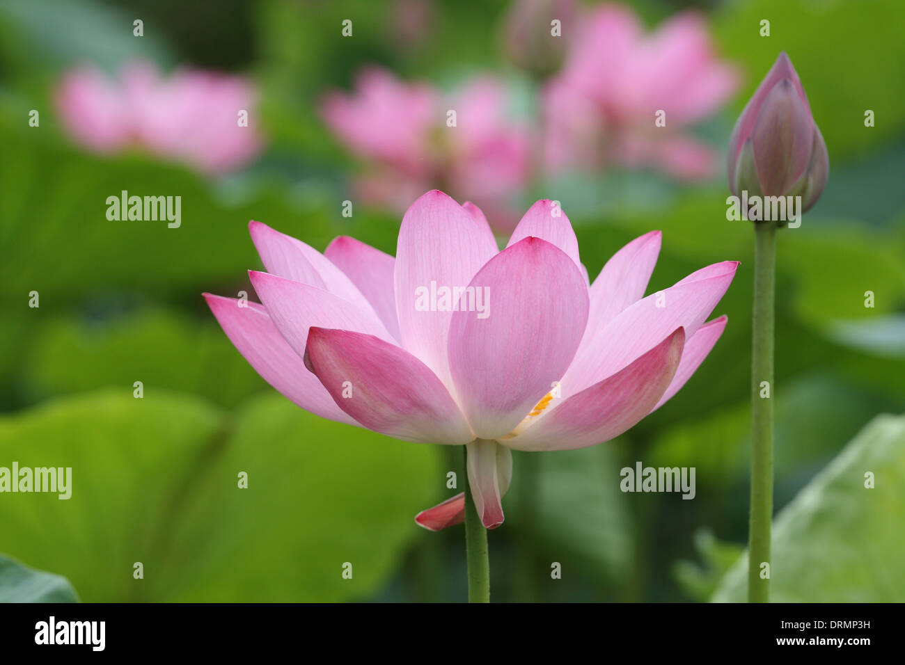 Lotus-Blüte und Knospe Stockfoto