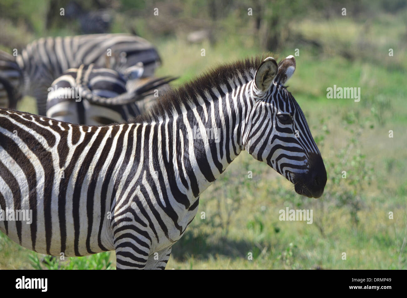 Zebra Streifen in Tansania Stockfoto