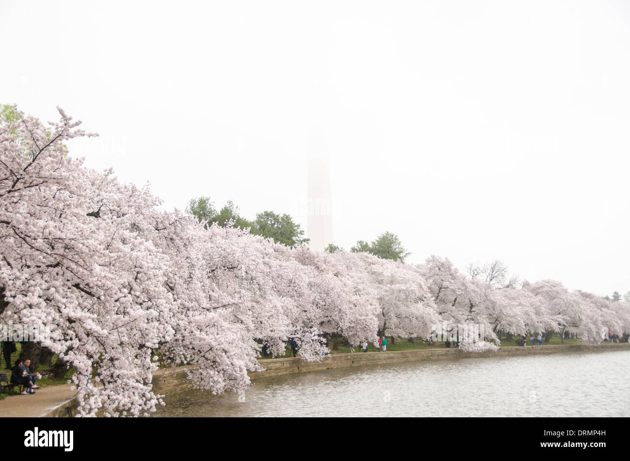 WASHINGTON DC, USA - jeder Frühling, das Blühen der fast 1700 japanische Kirschblüte Bäume rund um das Tidal Basin (und etwa 2000 anderen in der Nähe) ist einer der wichtigsten touristischen Zeichnen nach Washington DC. Im Hintergrund ist das Washington Monument, das teilweise von Wolken verdeckt. Stockfoto