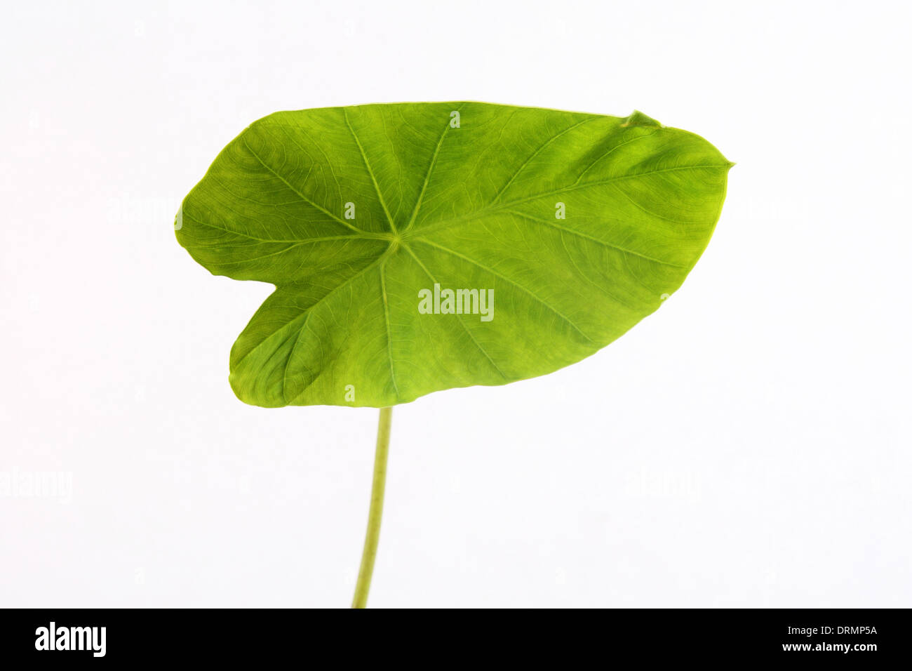 grüne Taro leaf Stockfoto