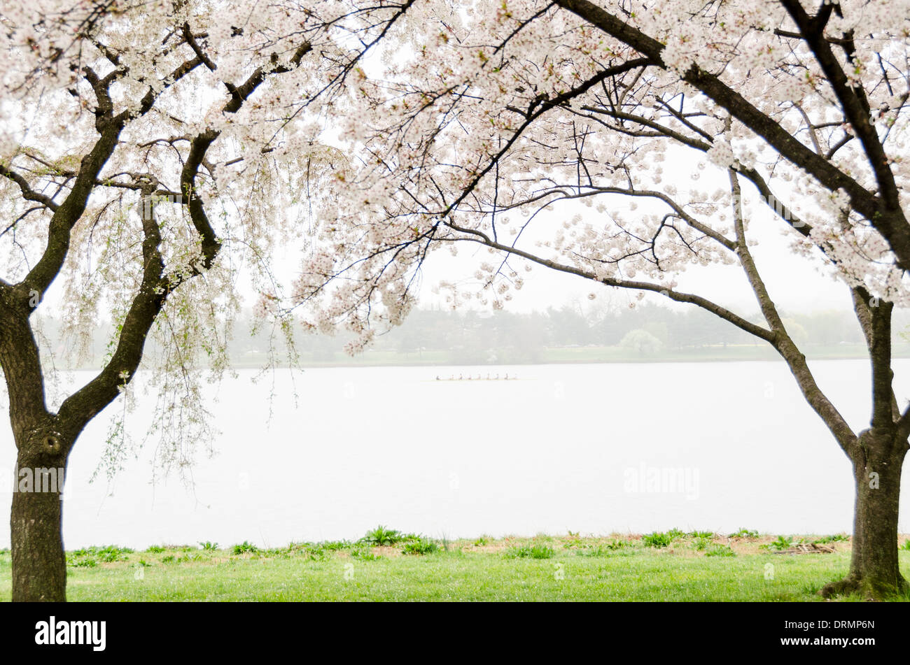 WASHINGTON, DC, USA – einige der Kirschblüten entlang des Potomac am Hains Point blicken in Richtung Arlington. In der Mitte des Rahmens trainieren Ruderer im Nebel. Jedes Frühjahr ist die Blüte der fast 1700 japanischen Kirschblüten rund um das Tidal Basin (und etwa 2000 weitere in der Nähe) ein wichtiger Touristenanziehungspunkt für Washington DC. Stockfoto