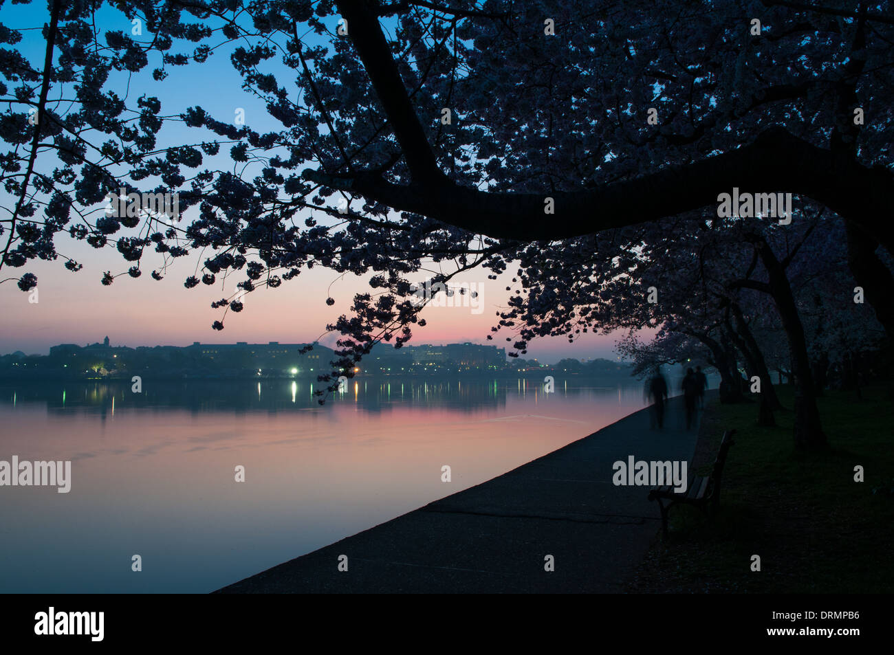 WASHINGTON, DC, Vereinigte Staaten – der Himmel beginnt sich im Osten vor Sonnenaufgang im Tidal Basin in Washington DC zu erhellen. Die berühmten Kirschblüten sind im Vordergrund silhouettenförmig dargestellt. Stockfoto