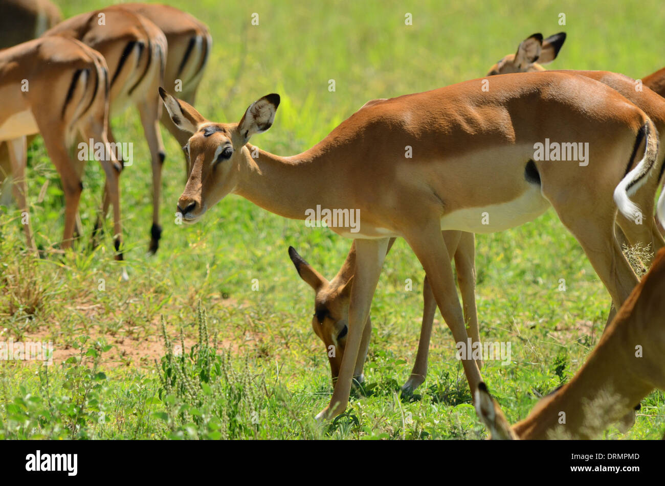 Gruppe von Impalas grasen Stockfoto