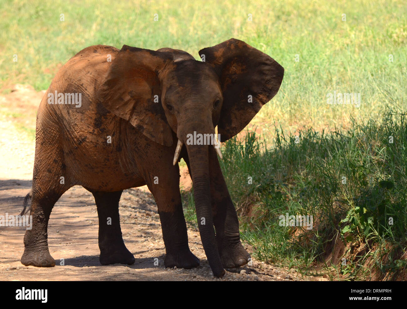 Baby-Elefant eine unbefestigte Straße überqueren Stockfoto