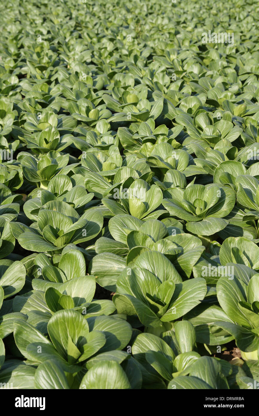 grünes Gemüse Feld Stockfoto